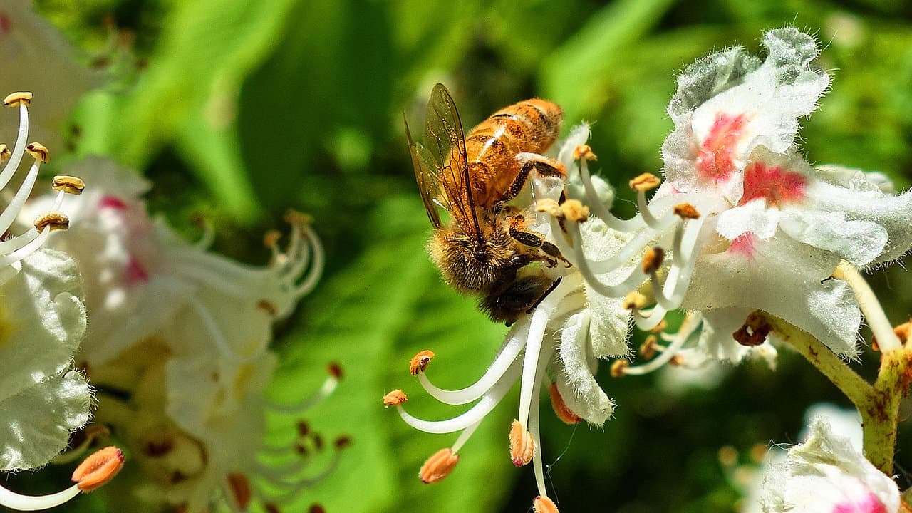 Kastanienhaus Seniorenzentrum