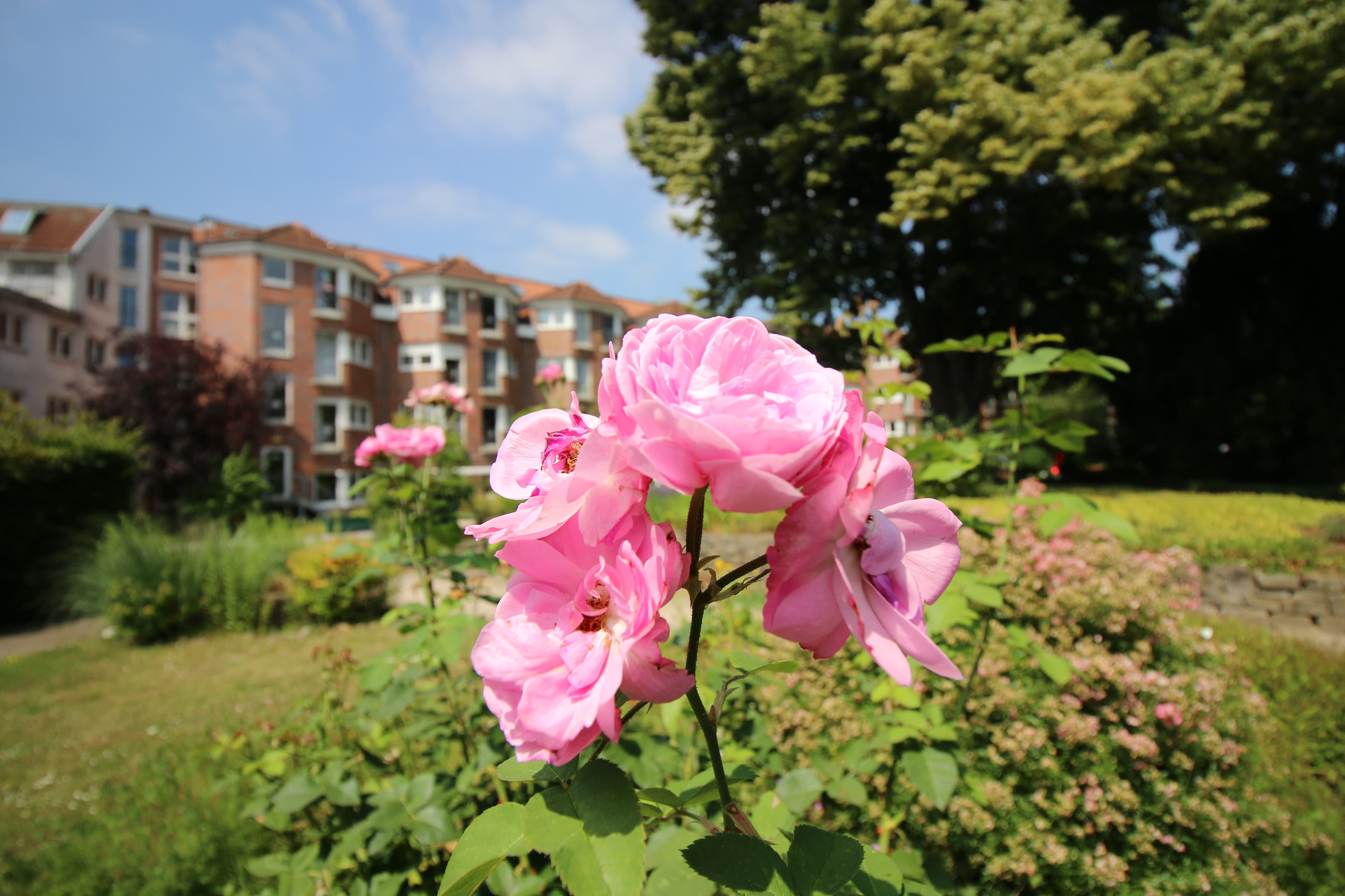 Seniorenhaus Lindenhof – Webseite