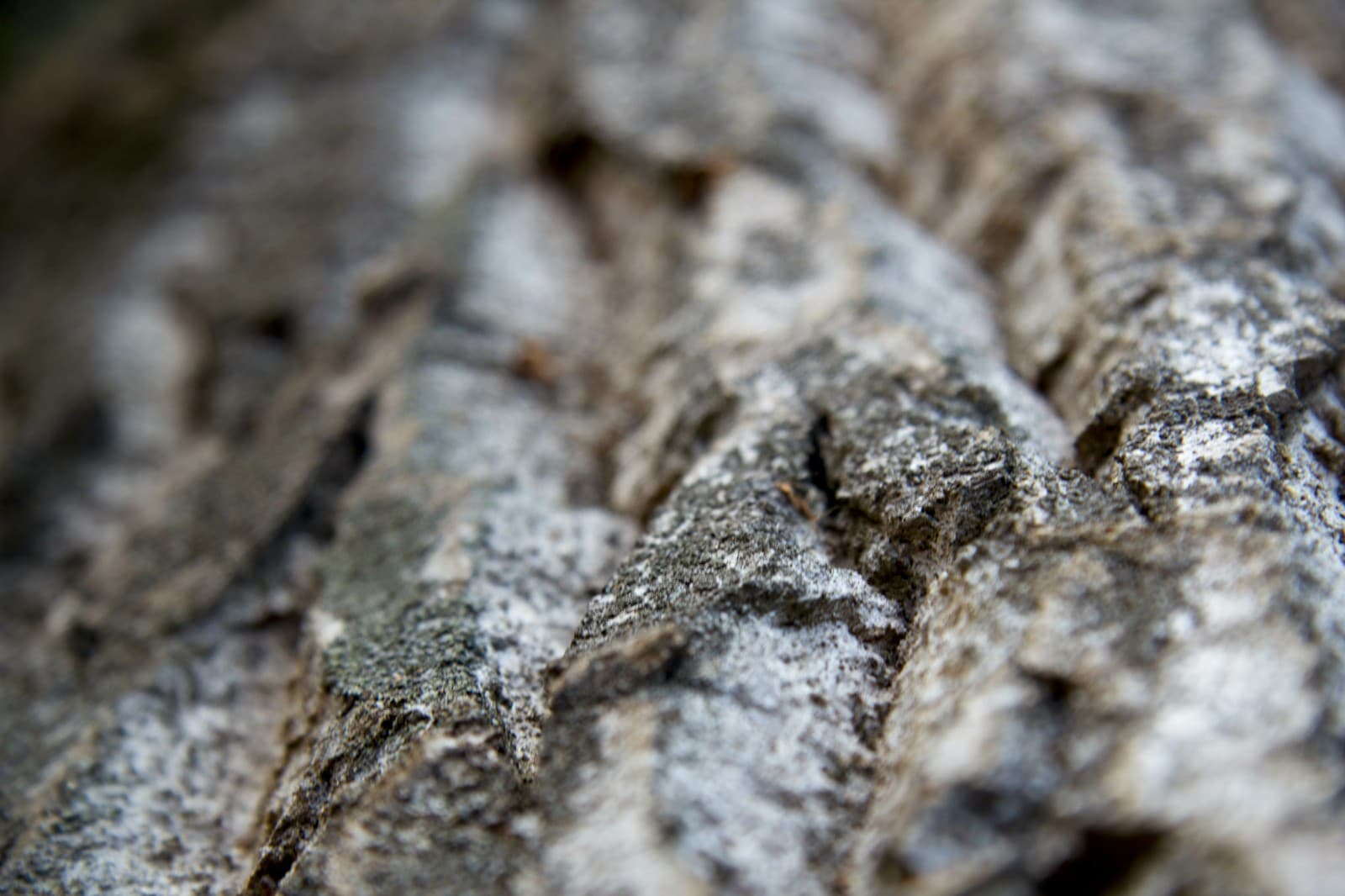 Senioren-Zentrum Nittenau GmbH – Webseite